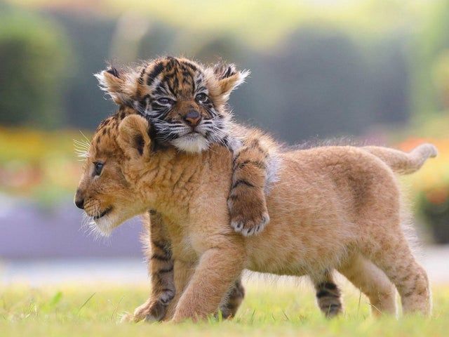 TIGER Pic